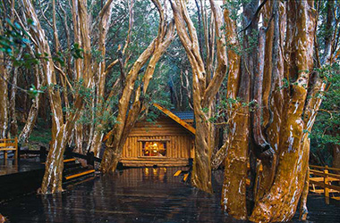 Isla Victoria y Bosque de Arrayanes